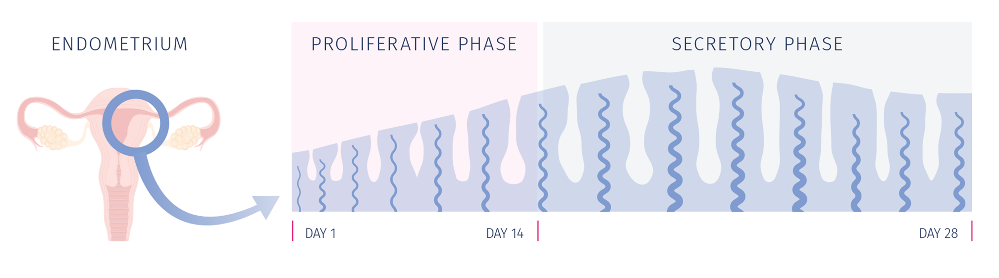 endometrium phases
