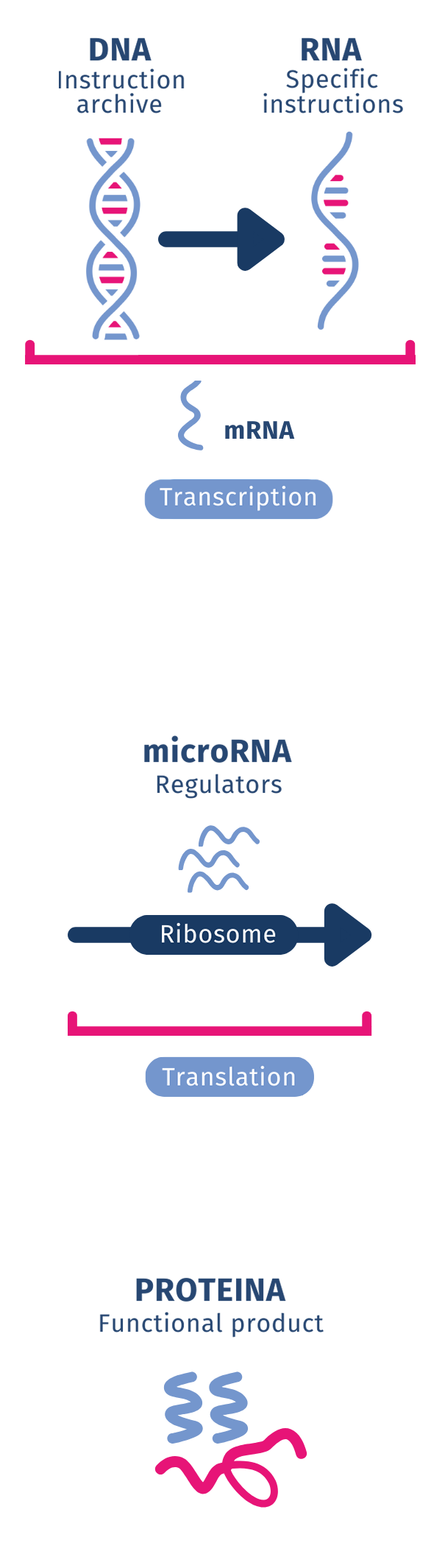Micro-Rna