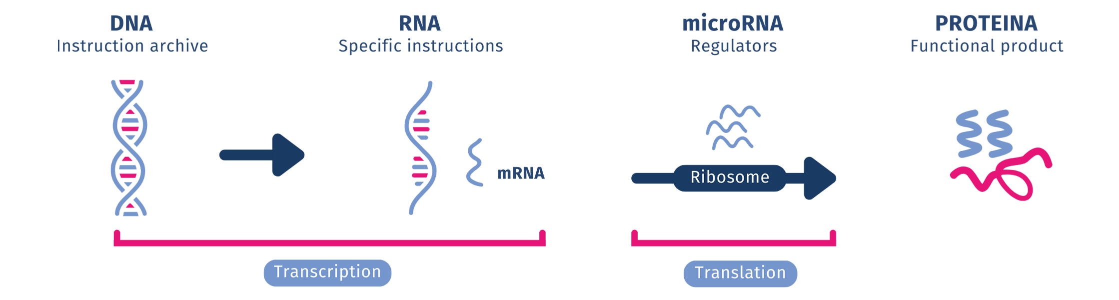 Micro-Rna