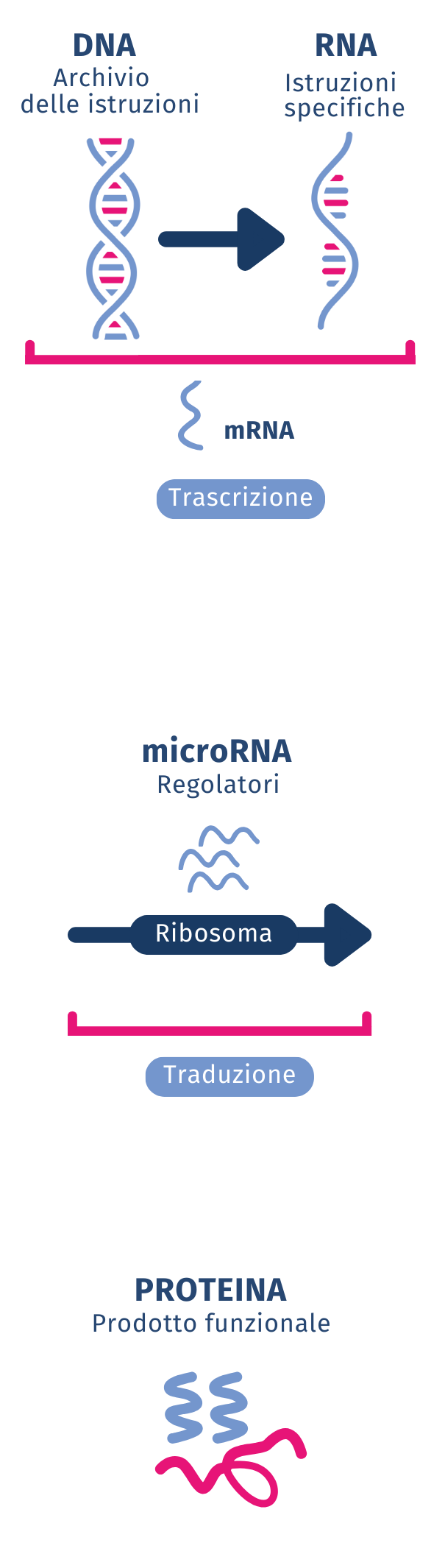 Micro-Rna