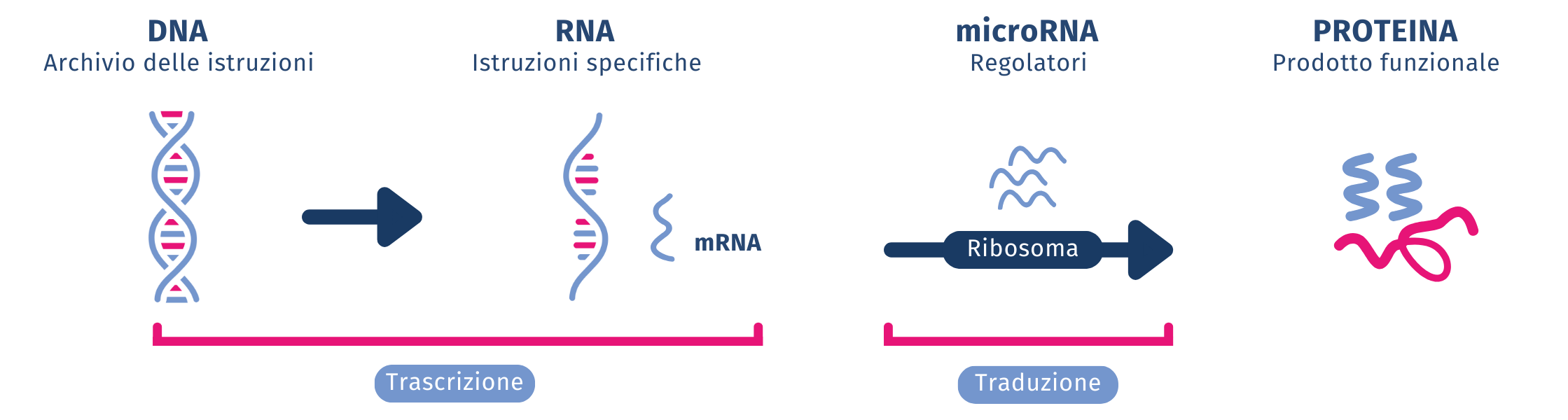 Micro-Rna